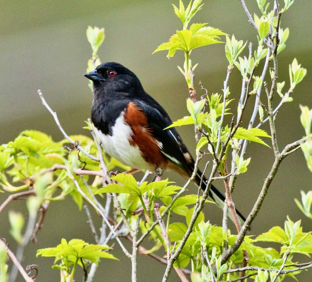 Photo of the Week - Male eastern towhee at the Quabbin Reservoir (MA) by U. S. Fish and Wildlife Service - Northeast Region is marked with CC PDM 1.0.